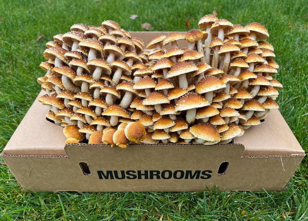 Gourmet mushrooms fresh produce