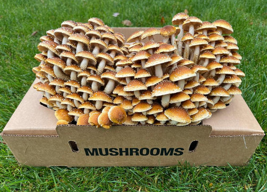 Gourmet mushrooms fresh produce