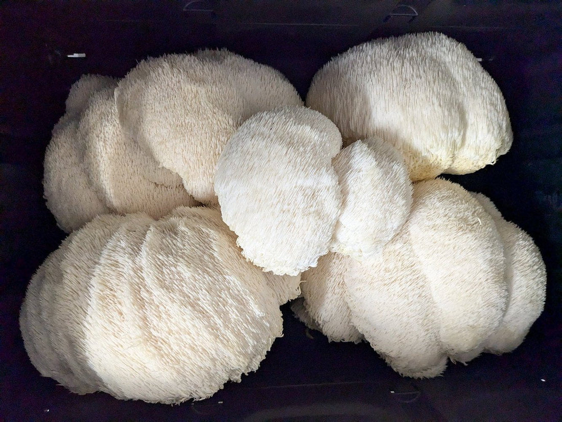Lion's Mane: The Mushroom That Rewires Your Brain