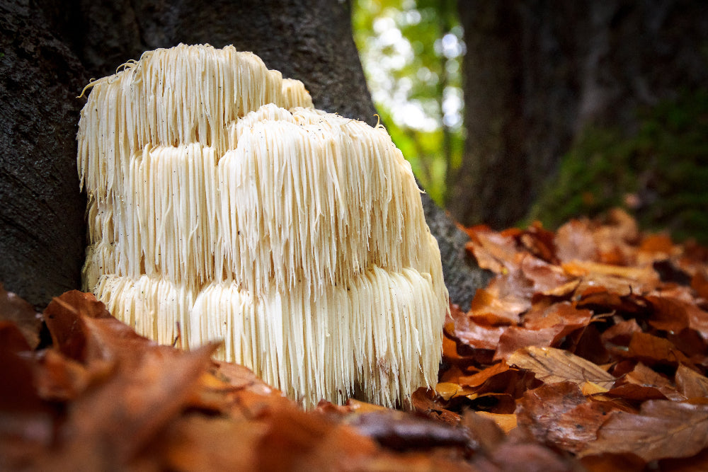 Lion's Mane on tree