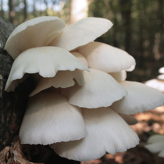 Summer White Oyster